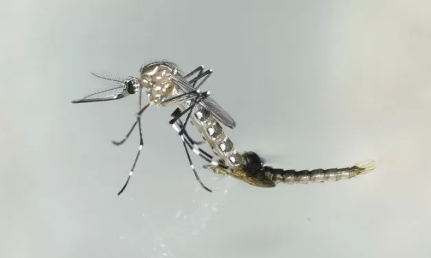 Study Links Tropical Indian Ocean Temperatures to Global Dengue Epidemics