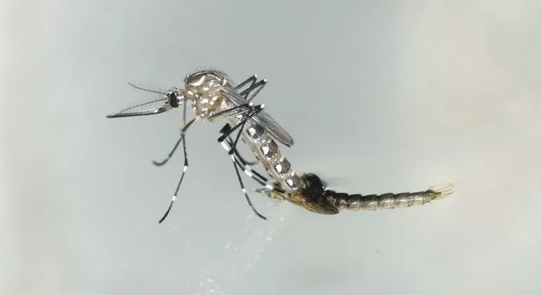 Dengue Cases Surge Across the Americas, WHO Reports