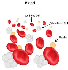 Study Reveals Platelets Can Mimic Exercise’s Advantages for the Brain