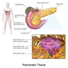 A recent study provides further insights into the actions of primitive pancreatic cells