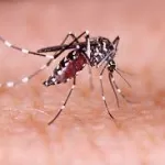 Zika Virus Case Detected in Gandhinagar, Gujarat: 500 Tested as Precaution