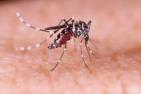 Zika Virus Outbreak in Bengaluru: Five Cases Detected in Jigani Area