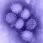 Influenza A Viruses Adapt Shape in Response to Environmental Pressures, Study Reveals