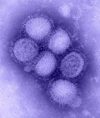 Study Reveals Impairment of Influenza A Viruses Resistant to Candidate Antiviral Drug