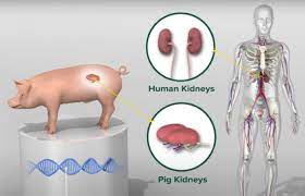 A pig kidney has achieved a remarkable two-month milestone in a transplanted body