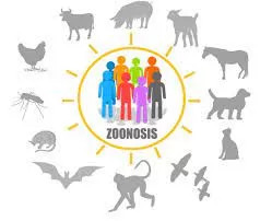 The study predicts a twelvefold increase in human deaths caused by diseases transmitted from animals to humans by the year 2050