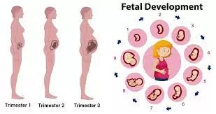 Innovative Approaches for Anticipating Outcomes of Pregnancies Involving Fetal Complications