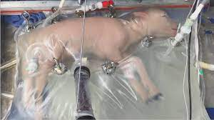 “Human Trials for ‘Artificial Wombs’ on the Horizon, Says Report”