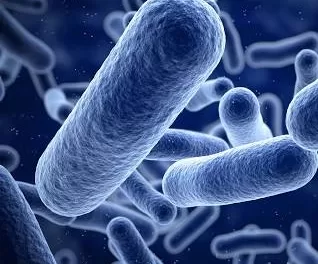 Bacterial Innovation: A Potential Antibiotic Alternative Emerges