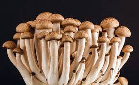 Research suggests that small quantities of mushrooms might offer benefits for mental health conditions