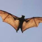 New Bat Coronavirus Discovered in Brazil Raises Pandemic Concerns