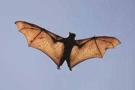 “Climate Change Boosts Bat Spread, Rabies Risk in US: Study”