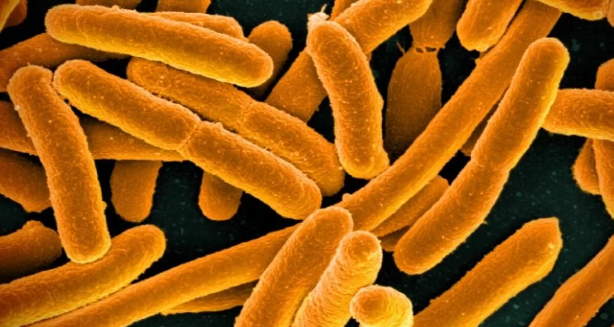 Revolutionary Method Redefines Bacteria Classification, Includes All Strains