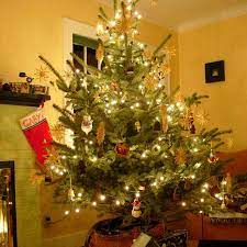 “Researchers Uncover Impact of Live Christmas Trees on Indoor Air Chemistry”