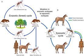 Outbreak- Western equine encephalitis ,Argentina