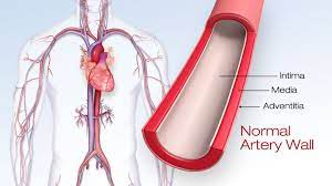 “Discovering Elasticity: The Pinnacle of Arterial Health”