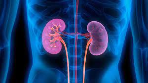 Rising Childhood Kidney Disease Linked to Unhealthy Lifestyle, Doctors Warn on World Kidney Day