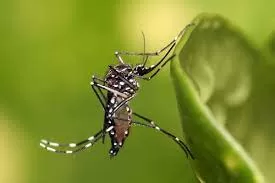 “Breakthrough Protein Discovery in Aedes aegypti Mosquitoes Offers Potential for Dengue Virus Control”