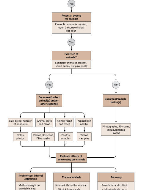 Pet Scavenging Poses Challenges for Forensic Investigations