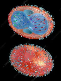 Breakthrough Research Unveils Poxviral Core Structure, Paving the Way for Targeted Therapies