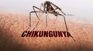 Study Reveals Prolonged Risks of Complications and Mortality Following Chikungunya Infection