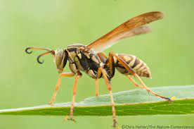 Dozens of Sri Lankan Schoolchildren Hospitalized After Wasp Attack