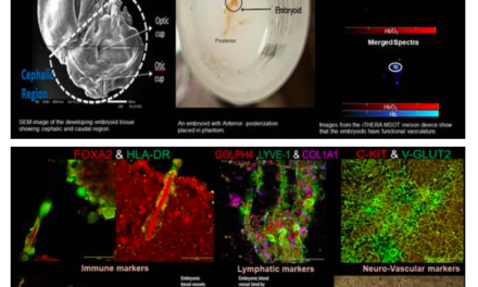 Breakthrough in Neurovascular Organoid Research Offers New Insights into Brain Functioning