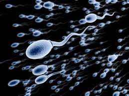 Study Reveals Link Between Male Infertility and Increased Cancer Risk in Families