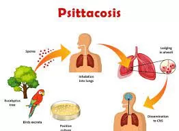 Psittacosis Disease Outbreak – European region