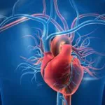 Protecting Heart Health During Menopause: Expert Insights