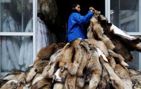 Animal Welfare Group Raises Alarm Over Disease Risks at Chinese Fur Farms