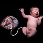 Beyond the Biohazard Barrier: How an Indian-Led “Placenta-on-a-Chip” Could Revolutionize Pregnancy Research