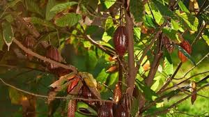 Global Chocolate Supply at Risk as Virus Ravages Cacao Trees