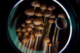 Psilocybin Shows Promise as Alternative Treatment with Comparable Side Effects to Antidepressants