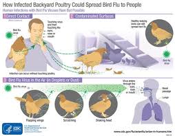 Study Suggests Bird Flu Cases Among Veterinarians May Be Undercounted