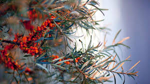 New Study Reveals Potential Health Benefits of Sea Buckthorn Berries