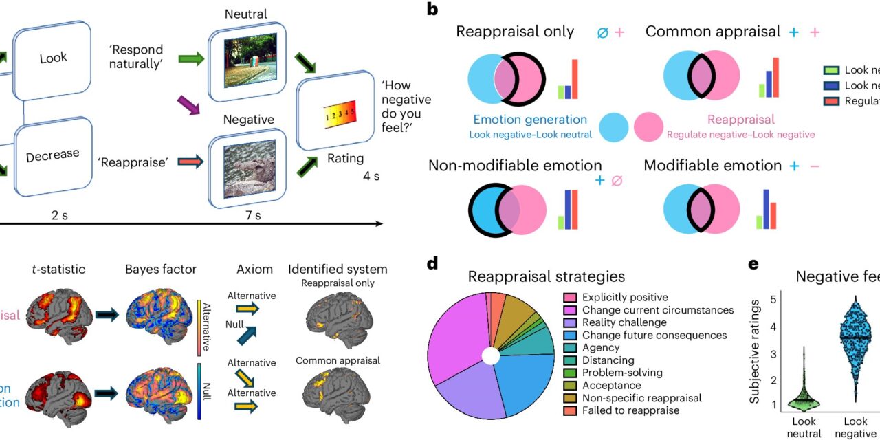 New Study Reveals How the Human Brain Regulates Emotions, Unveiling Potential Targets for Mental Health Treatments