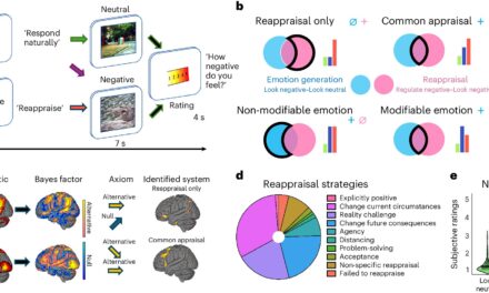 New Study Reveals How the Human Brain Regulates Emotions, Unveiling Potential Targets for Mental Health Treatments