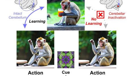 New Study Reveals the Crucial Role of the Cerebellum in Reward-Based Learning