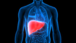 New Study Reveals Rapid Liver Adaptations to Food Stimuli, Opening Door for Diabetes Treatment