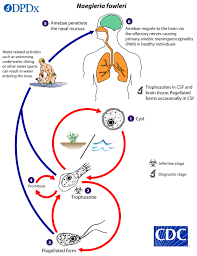 Researchers Uncover Viruses Targeting Deadly Parasite Naegleria fowleri