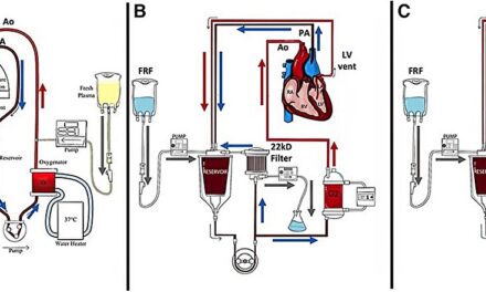 Breakthrough Study Extends Heart Preservation to 24 Hours, Revolutionizing Transplantation Potential