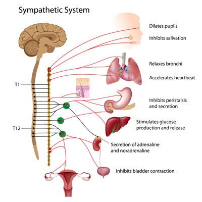 New Study Identifies Subgroups in Neuroblastoma for Targeted Treatments