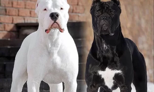 A New “Bait” for Success: How Oral Vaccines Could Close the Gap in Rabies Elimination