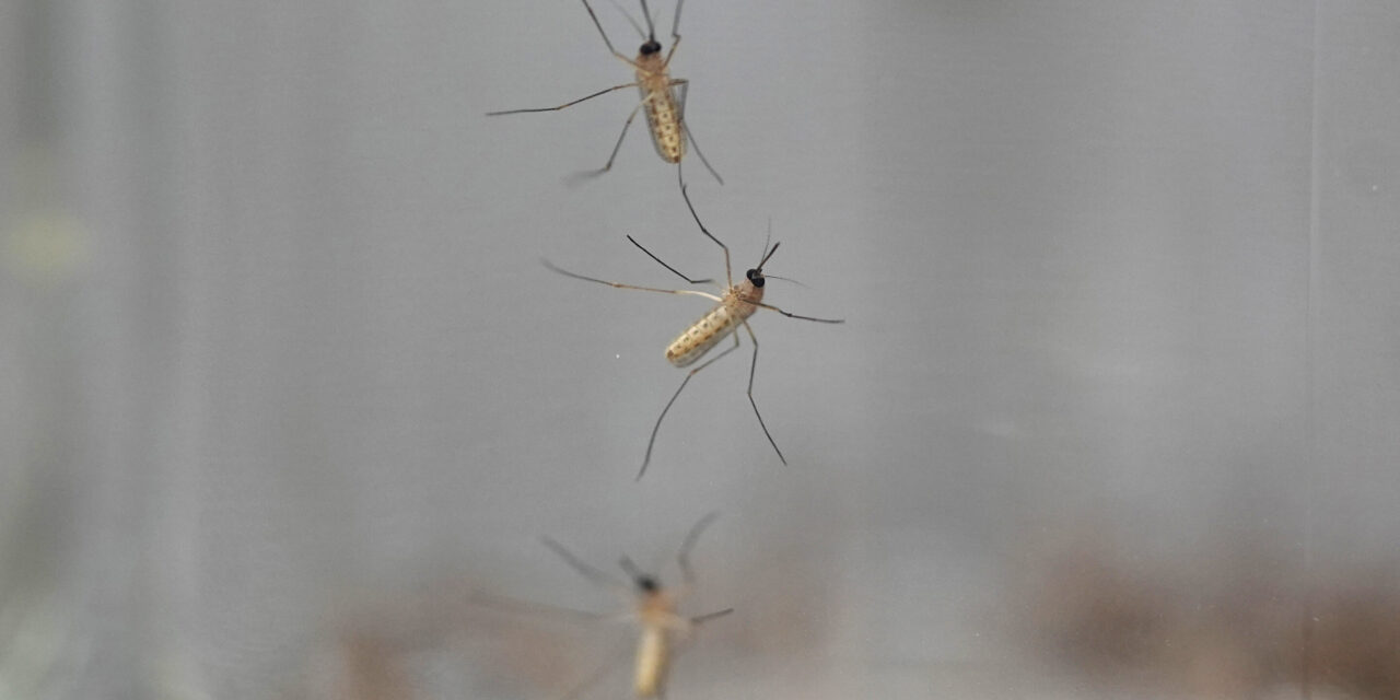 Deaf Male Mosquitoes Have No Interest in Mating, Study Finds