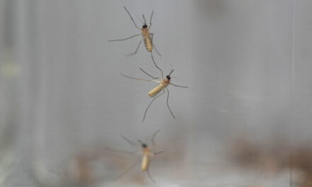 Chikungunya’s Health and Financial Toll Likely Underestimated, New Study Reveals