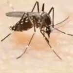 Why Mosquitoes Prefer Insects Over Humans: A Look into Arbovirus Transmission