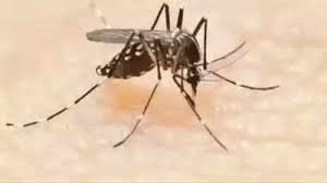 “West Nile Fever Alert: 10 Cases Reported in Three Districts of Kerala”