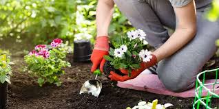 Gardening Emerges as Surprising Solution to Sleep Woes, Study Finds