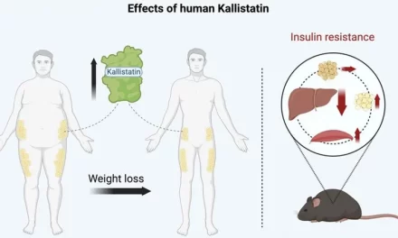 New Research Unveils Potential Obesity and Diabetes Treatment Target: Kallistatin